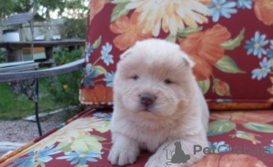 Photo №2 to announcement № 56460 for the sale of chow chow - buy in Finland private announcement