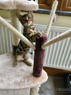 Photo №2 to announcement № 107606 for the sale of bengal cat - buy in Germany private announcement