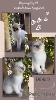 Photo №3. BREEDING BRITISH CATS. Pedigree FPL / FIFE / Koty ready to receive / Warsaw. Poland