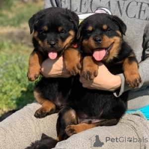 Photo №1. rottweiler - for sale in the city of Brussels | Is free | Announcement № 165741