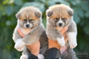 Additional photos: Akita Inu puppies