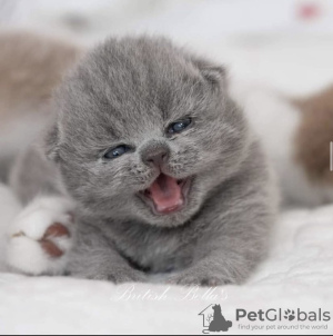 Photo №4. I will sell british shorthair in the city of Munich. private announcement, breeder - price - 269$