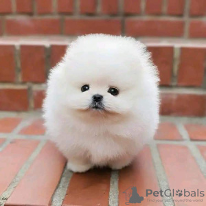 Photo №2 to announcement № 115145 for the sale of pomeranian - buy in Russian Federation private announcement