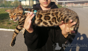 Photo №1. bengal cat - for sale in the city of Kazan | 613$ | Announcement № 10587