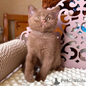 Photo №2 to announcement № 173839 for the sale of british shorthair - buy in United Kingdom private announcement, breeder