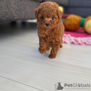 Photo №4. I will sell poodle (toy) in the city of Jubbega.  - price - 282$