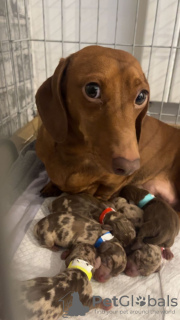 Photo №4. I will sell dachshund in the city of Könnern. private announcement - price - 1850$