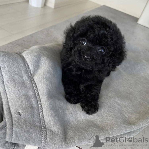 Photo №4. I will sell poodle (toy) in the city of Антверпен. private announcement, breeder - price - 370$