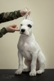 Photo №1. dogo argentino - for sale in the city of Vladimir | 1642$ | Announcement № 5318