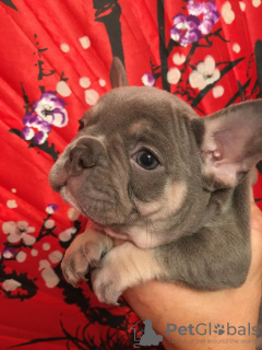 Photo №1. french bulldog - for sale in the city of Москва | 1350$ | Announcement № 14091