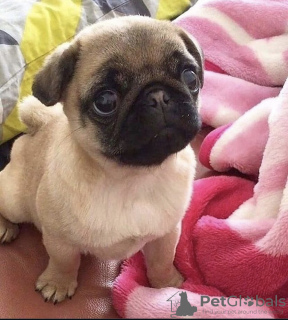 Photo №2 to announcement № 115730 for the sale of pug - buy in Croatia private announcement