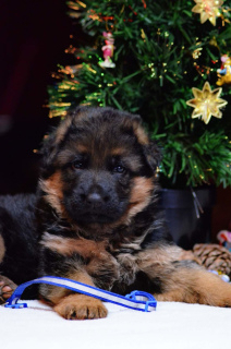 Photo №3. German shepherd puppies RKF. Russian Federation