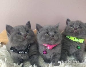 Photo №1. british shorthair - for sale in the city of Tampere | negotiated | Announcement № 174654