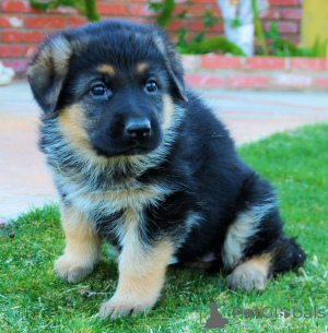 Photo №3. German shepherd puppies ready to reserve and leave 13th March. United States