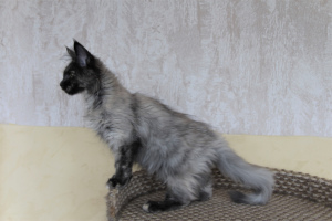 Photo №1. maine coon - for sale in the city of Lodeynoye Pole | negotiated | Announcement № 1843