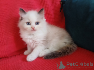 Photo №3. Ragdoll kitten available male. Finland