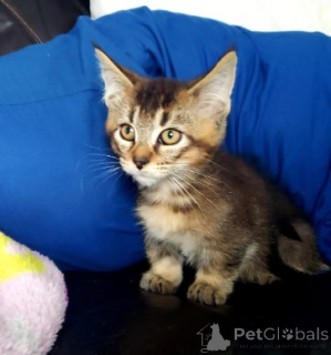 Photo №4. I will sell munchkin in the city of Munich. breeder - price - negotiated