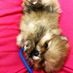 Photo №2 to announcement № 4656 for the sale of pomeranian - buy in Ukraine private announcement