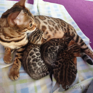 Photo №2 to announcement № 171578 for the sale of bengal cat - buy in Germany private announcement