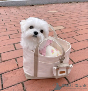 Photo №1. maltese dog - for sale in the city of Helsinki | 370$ | Announcement № 115605