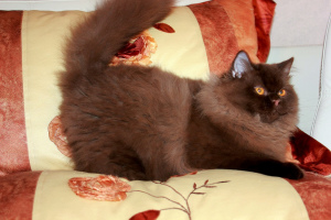 Photo №4. I will sell british longhair in the city of Minsk. private announcement, from nursery, breeder - price - 1300$