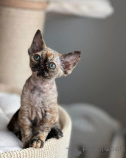 Photo №1. devon rex - for sale in the city of Augustusburg | negotiated | Announcement № 164279