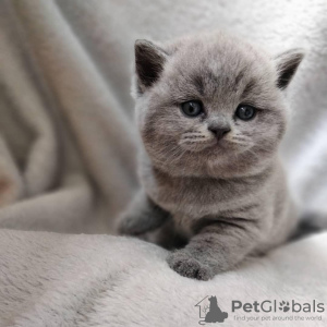 Photo №1. british shorthair - for sale in the city of Miami | 250$ | Announcement № 53186