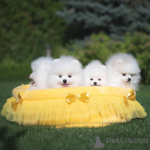 Photo №3. Our Spzit pomerians mini puppies are looking for new homes. Germany