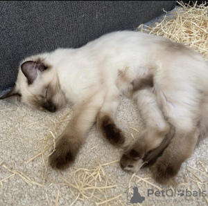 Additional photos: Ragdoll