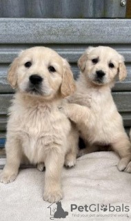 Photo №1. golden retriever - for sale in the city of Berlin | 423$ | Announcement № 121055