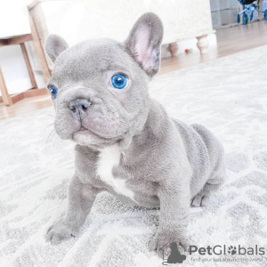 Photo №2 to announcement № 66237 for the sale of french bulldog - buy in Germany private announcement, breeder