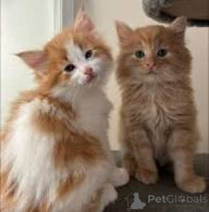 Photo №1. norwegian forest cat - for sale in the city of Brussels | 516$ | Announcement № 166607