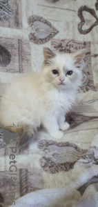 Photo №1. ragdoll - for sale in the city of Minsk | 500$ | Announcement № 34197
