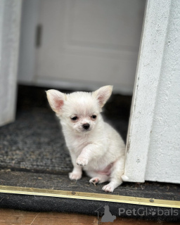 Photo №2 to announcement № 147963 for the sale of chihuahua - buy in Canada breeder