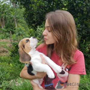 Photo №4. I will sell beagle in the city of Berlin. private announcement - price - 380$