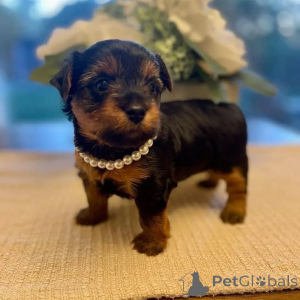 Photo №3. Cachorros Yorkie disponibles para la venta. Finland