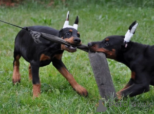 Photo №1. dobermann - for sale in the city of Berlin | 847$ | Announcement № 146456