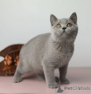 Photo №1. british shorthair - for sale in the city of Bergheim | 329$ | Announcement № 150874