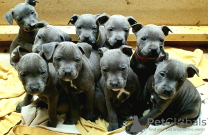 Photo №1. staffordshire bull terrier - for sale in the city of Paris | 414$ | Announcement № 12289