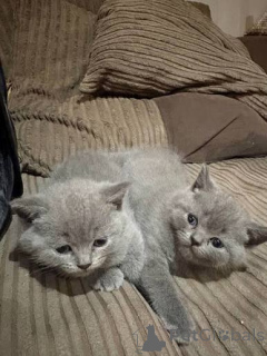 Photo №3. Stunning Rosette Male and Female British Shorthair Kittens. United Kingdom