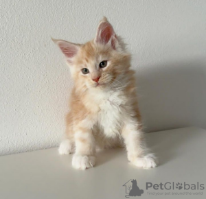 Photo №2 to announcement № 116975 for the sale of maine coon - buy in Switzerland private announcement