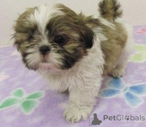 Photo №1. shih tzu - for sale in the city of HanStedt | 329$ | Announcement № 147617