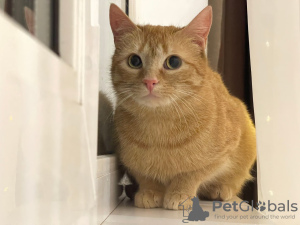 Additional photos: A wonderful young cat Fox is looking for a home and a loving family!