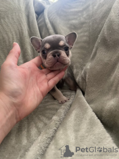 Photo №1. french bulldog - for sale in the city of New York | 550$ | Announcement № 120940