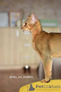 Additional photos: Abyssinian kitten-girl from the cattery with documents