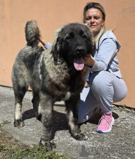 Additional photos: Caucasian Shepherd Dog puppies of the highest quality