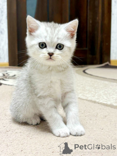 Photo №2 to announcement № 164179 for the sale of scottish straight - buy in Belarus breeder