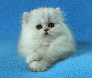 Photo №1. persian cat - for sale in the city of Moscow | 242$ | Announcement № 986