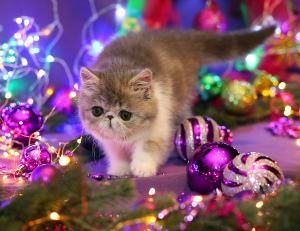 Photo №1. exotic shorthair - for sale in the city of Biysk | 157$ | Announcement № 3961