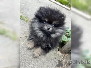 Photo №4. I will sell pomeranian in the city of Bonn.  - price - 565$